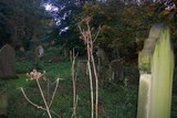 Owston Ferry Churchyard 3.jpg